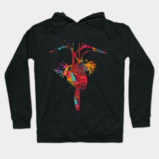 Heart anatomy Hoodie